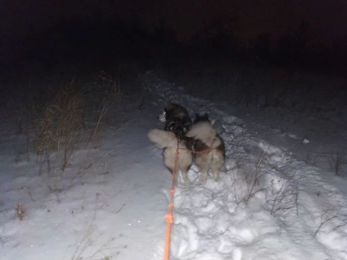 New Year. Single version - My, New Year, Husky, The mountains, Video, Longpost, Zhigulevsk, Dog, The photo