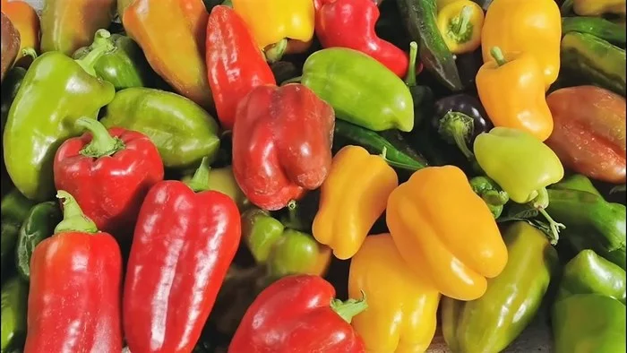 These early ripening peppers are the key to an excellent harvest! - My, Pepper, Bell pepper, Garden, Seedling, Seeds, Gardening, Greenhouse, Growing, Video