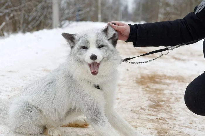 Winter walk - Domestic fox, Winter, Walk, The photo, Fox, marble fox