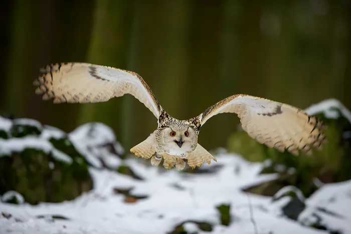 How the eagle owl winters: several interesting features of the feathered predator - Animals, Wild animals, Birds, Owl, Yandex Zen, Longpost, Wintering