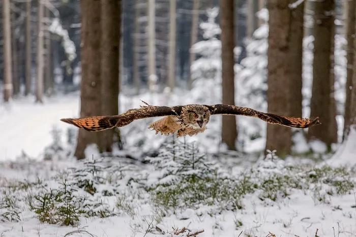 How the eagle owl winters: several interesting features of the feathered predator - Animals, Wild animals, Birds, Owl, Yandex Zen, Longpost, Wintering