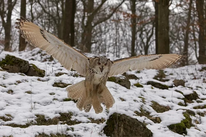 How the eagle owl winters: several interesting features of the feathered predator - Animals, Wild animals, Birds, Owl, Yandex Zen, Longpost, Wintering