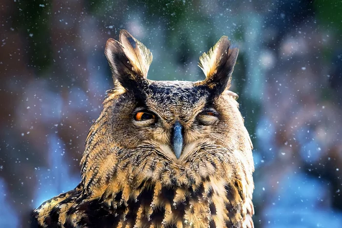 How the eagle owl winters: several interesting features of the feathered predator - Animals, Wild animals, Birds, Owl, Yandex Zen, Longpost, Wintering