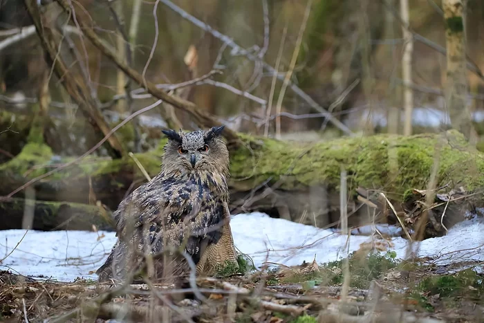 How the eagle owl winters: several interesting features of the feathered predator - Animals, Wild animals, Birds, Owl, Yandex Zen, Longpost, Wintering