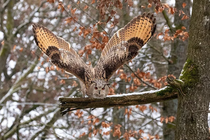 How the eagle owl winters: several interesting features of the feathered predator - Animals, Wild animals, Birds, Owl, Yandex Zen, Longpost, Wintering