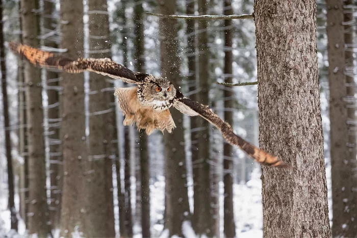How the eagle owl winters: several interesting features of the feathered predator - Animals, Wild animals, Birds, Owl, Yandex Zen, Longpost, Wintering