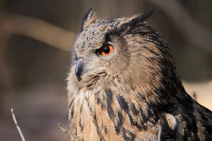 How the eagle owl winters: several interesting features of the feathered predator - Animals, Wild animals, Birds, Owl, Yandex Zen, Longpost, Wintering