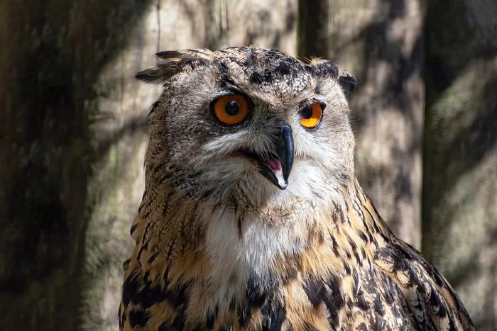 How the eagle owl winters: several interesting features of the feathered predator - Animals, Wild animals, Birds, Owl, Yandex Zen, Longpost, Wintering