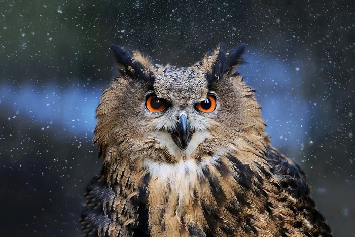 How the eagle owl winters: several interesting features of the feathered predator - Animals, Wild animals, Birds, Owl, Yandex Zen, Longpost, Wintering