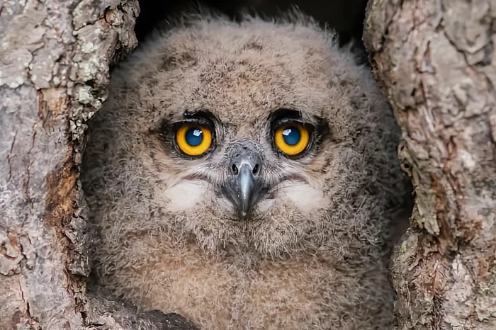 How the eagle owl winters: several interesting features of the feathered predator - Animals, Wild animals, Birds, Owl, Yandex Zen, Longpost, Wintering