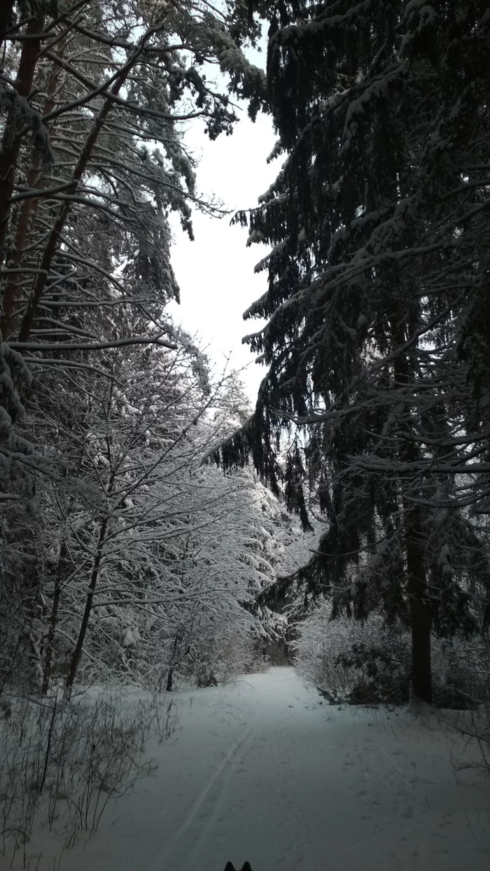 Find the dog) - My, Winter, Forest, Dog, Ears