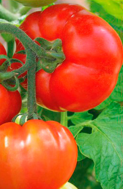 Скороспелые томаты | Пикабу