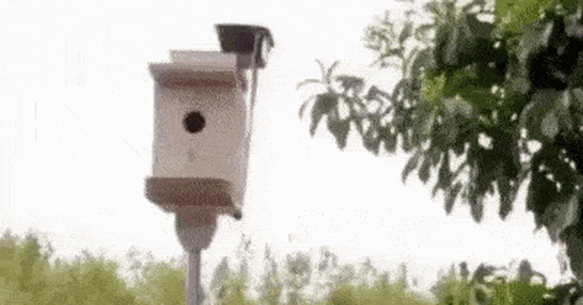 Starling - inventor - cat, Birdhouse, Protection, Inventions, Humor, GIF