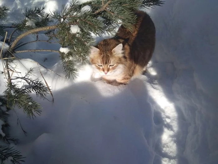 A guy in a fur coat is seen under a pine tree - My, Snow, cat, Siberian cat, Winter, The sun, Walk, Pets