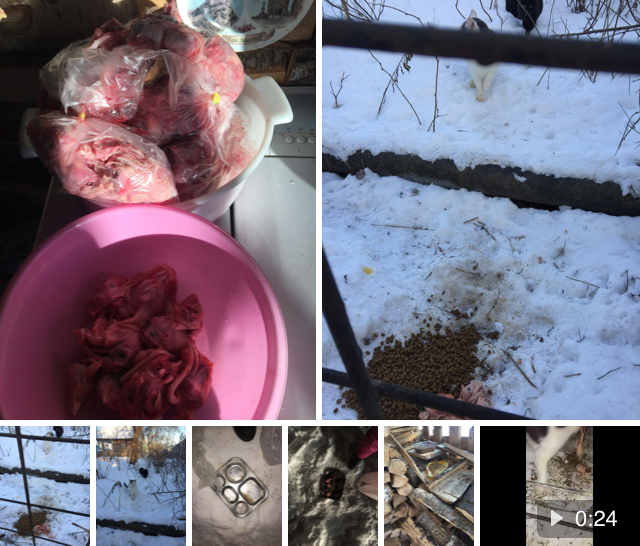 Report on feeding cats abandoned in gardens. January 10. 50 days until spring. Temperature - minus 22 - My, Kittens, cat, Help, Kindness, Pets, Animals, Animal Rescue, Cold, Hunger, Winter, Video, Longpost