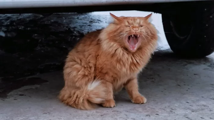 fluffy paws - My, cat, Muzzle, Onlooker, Milota, Fluffy, Redheads, Yawn