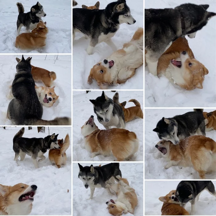 The Incredible Adventures of Elvis - My, Corgi, Welsh corgi pembroke, Dog, Emotions, Milota, Funny animals