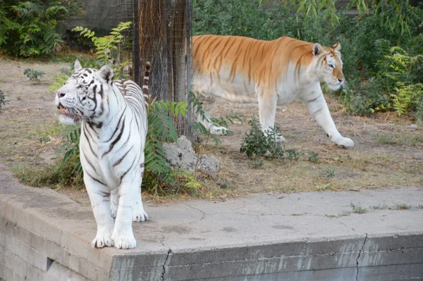 White and golden tiger: rare cats in one place - Tiger, Big cats, Rare animals, White tiger, The photo, Bengal tiger, Rare view
