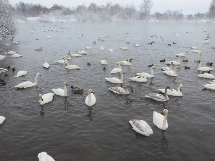Swan Reserve 2021 - My, Swans, Duck, Longpost, Altai Nature Reserve