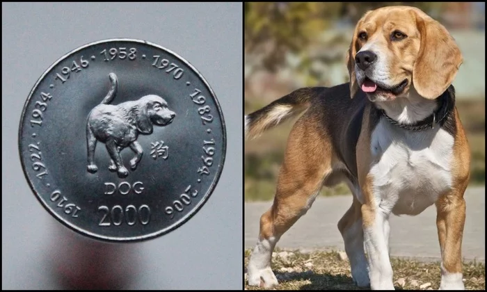 My animal coins - part 5 - My, Coin, Rare coins, Commemorative coins, Dog, Animals, Pets, Wild animals, Collection, Collecting, Numismatics, Hobby, Longpost