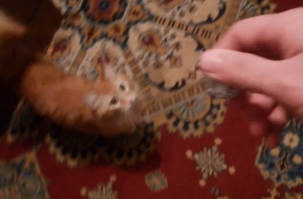 Мяукающие педали игрового руля Кот, Котята, Проблема, Игровой руль, Гифка, Длиннопост