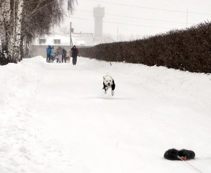 Coursing in Barnaul January 10, 2021 - My, Dog, Border Collie, Coursing, The photo, Longpost