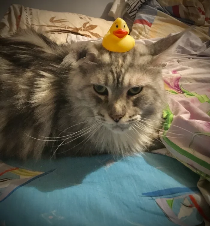 That feeling when you can't find your favorite duck - cat, Maine Coon