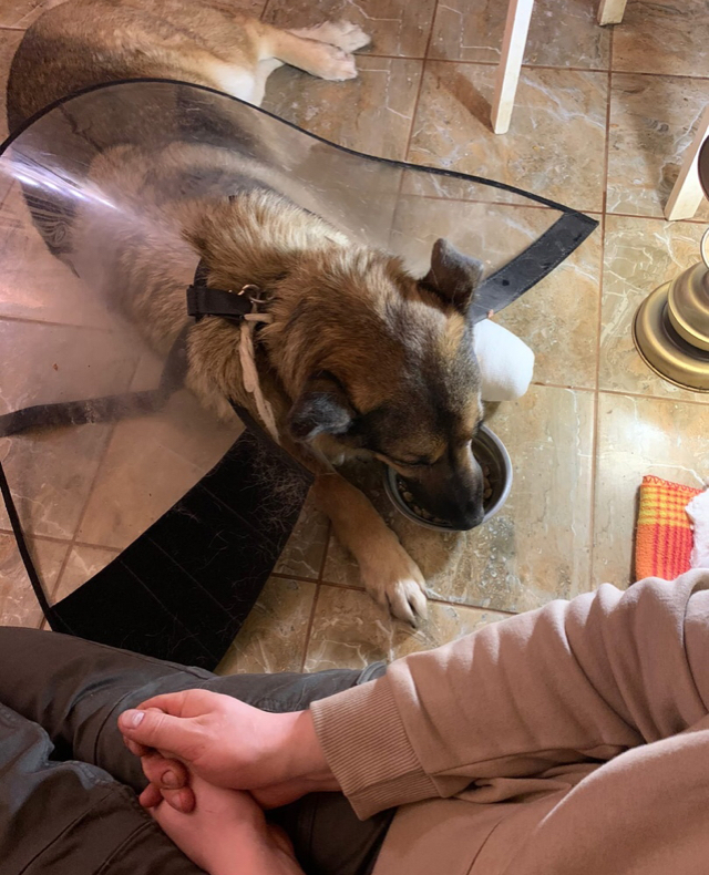 How we saved a pet dog on New Year’s Day that had fallen into a trap and was no longer needed by its owners - My, Dog, Kindness, New Year, Winter, Cold, Hunger, Animal Rescue, Volunteering, Trap, Veterinary, Longpost