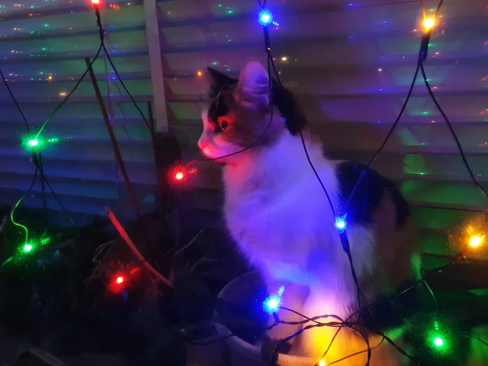 What does 2021 bring us? We look to the future with caution but optimism - My, Tricolor cat, Lights, cat, New Year, Garland