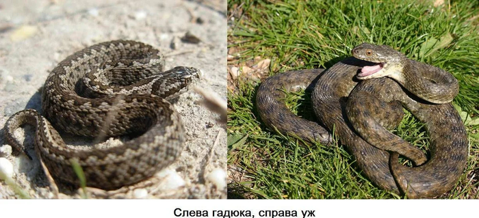 Водяной уж: Полезная и хорошая змея, которую в России всё время путают с гадюкой и убивают за зря Змея, Яндекс Дзен, Животные, Длиннопост