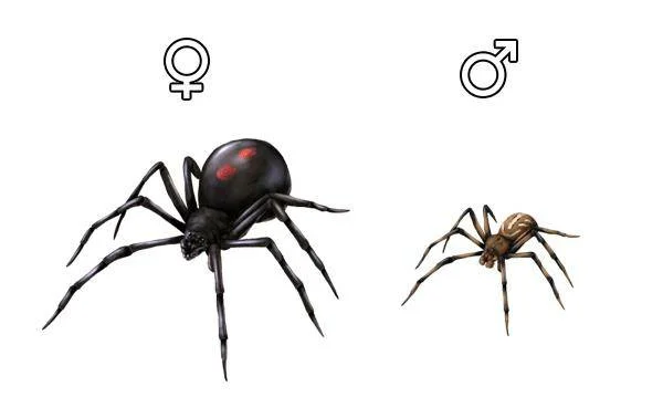 Black Widow: Sheer disappointment, not deadly killers. The Spider That Was a Victim of Media Exaggeration - Insects, Spider, Black Widow, Animals, Yandex Zen, Longpost