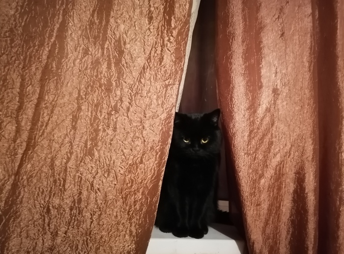 Кот Эль Дьябло или ласково Мурзик