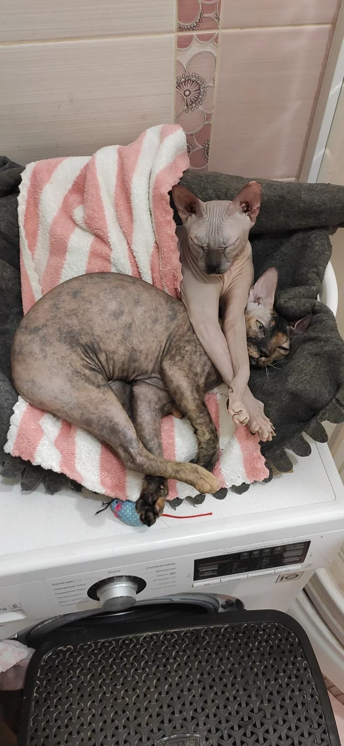 Comfortable - My, cat, Don Sphynx, Peterbald, Longpost