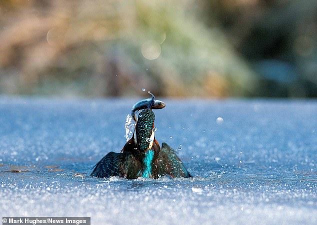 Kingfisher fishing on the ice - Kingfisher, Birds, Longpost