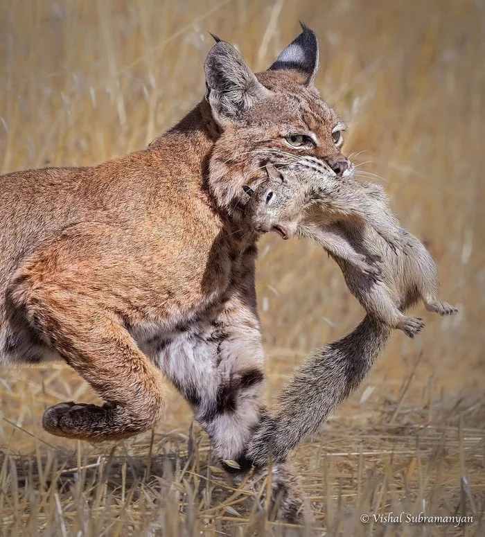 Lynx helps gopher get home - The photo, Animals, wildlife, Lynx, Bon Appetit, Gopher