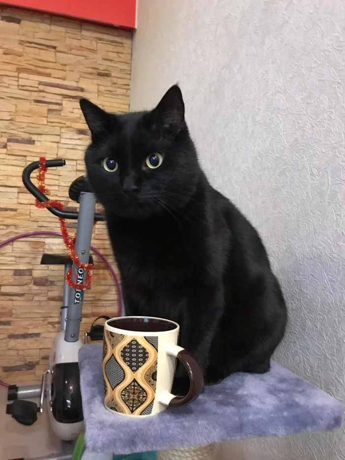 Gentlemen, shall we have some tea? - My, cat, Tea