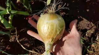 GIANT ONION EXHIBITION / YALTA RED ONION - My, Onion, Garden, Seedling, Sowing, Garden beds, Big size, Yummy, Growing, Video, Longpost