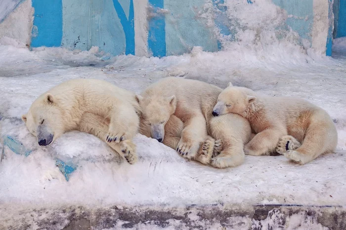 Polar bears in the Novosibirsk Zoo are sleeping peacefully! - The Bears, Polar bear, Teddy bears, Wild animals, Novosibirsk Zoo, Dream, Safety, Calmness, , The photo