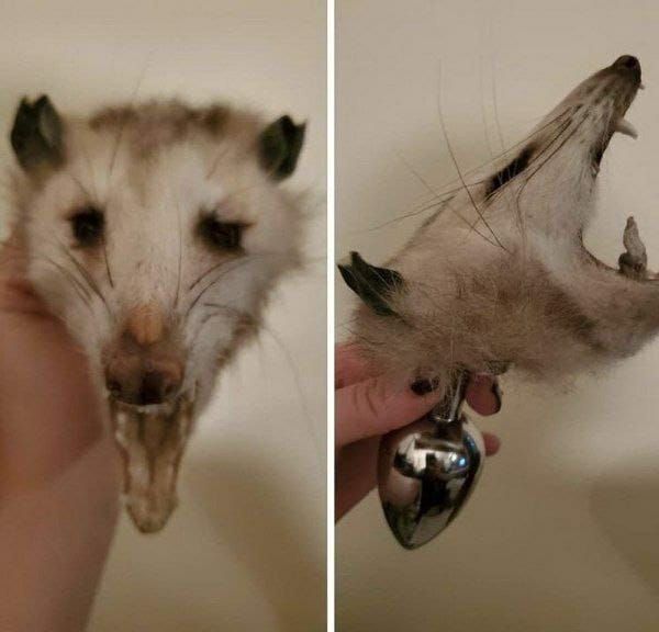 It sticks out. Yells - Opossum, Butt plug