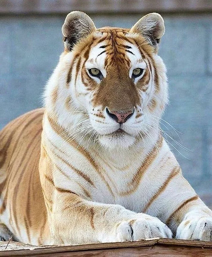 strawberry tigers - Tiger, Gold, Unusual coloring, Rare, Genetics, Big cats, Longpost, The photo, Wild animals