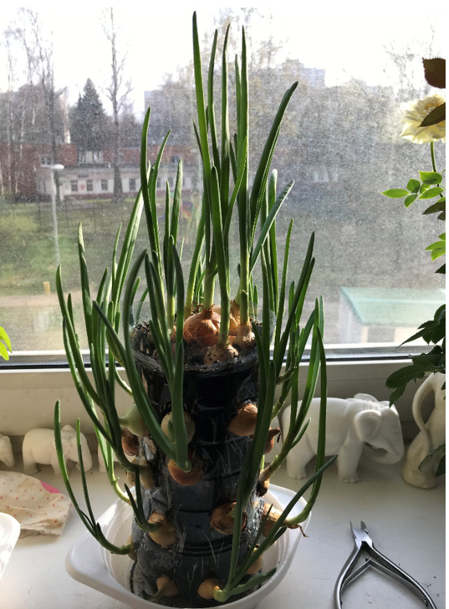 Onion onion :) - My, Onion, Harvest, Longpost, Vegetable garden on the windowsill