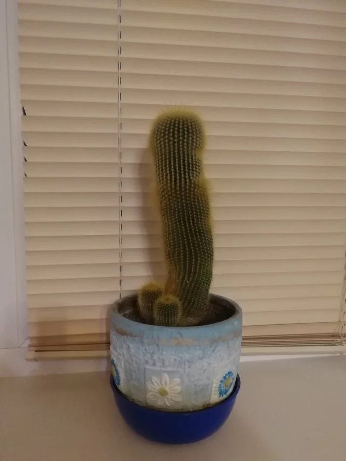 Post #7953979 - A real man, Cactus, It seemed