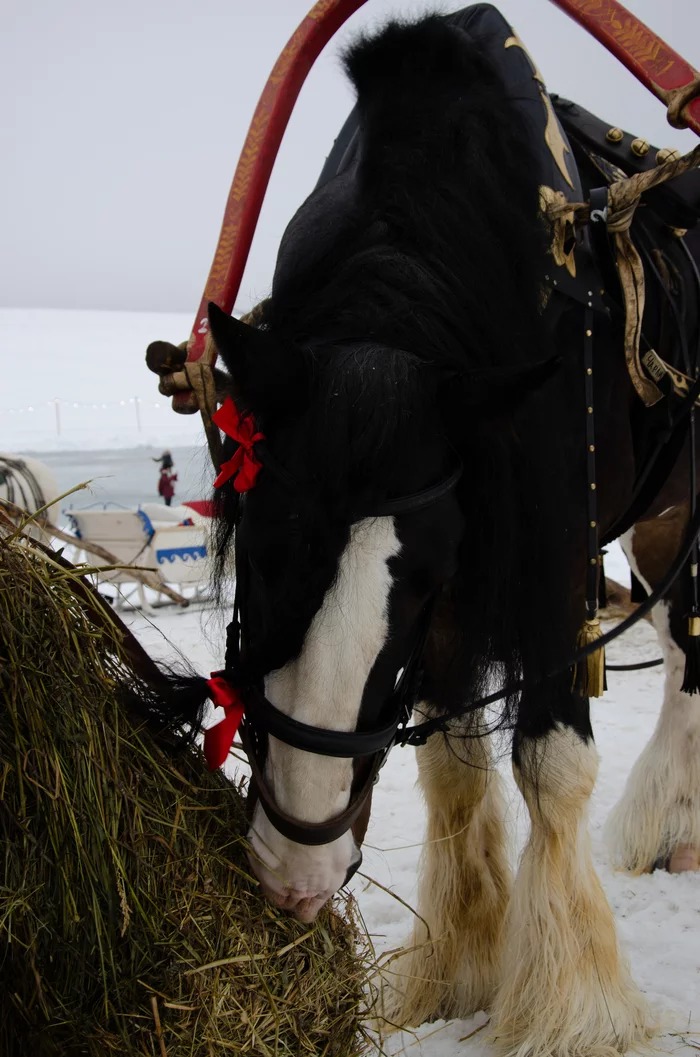 Horses in the snow - My, Horses, Winter, Nature, Snow, The photo, Longpost