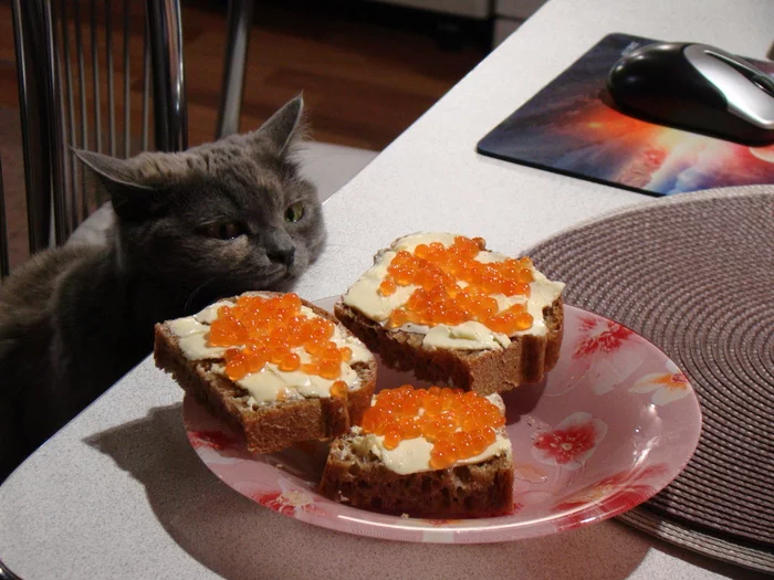 This look... - My, cat, A sandwich