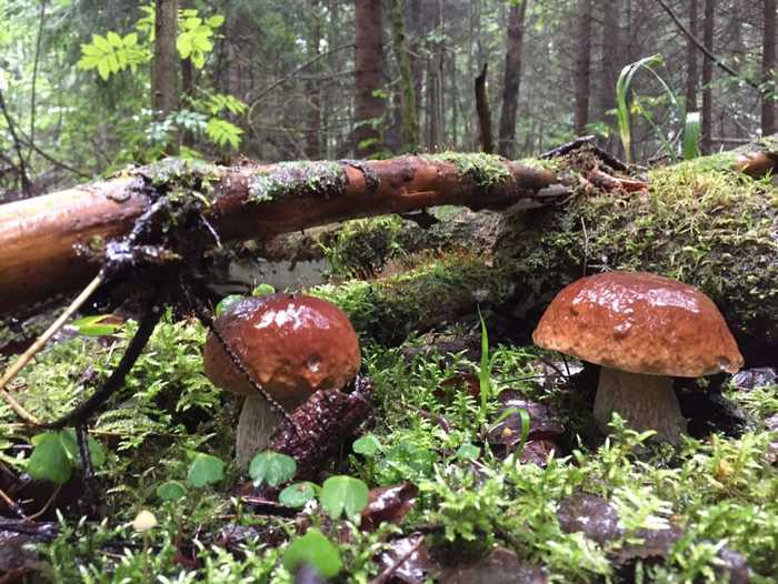 Pleasant from mom even at a distance - My, Mushrooms, Summer, 2019, Porcini, Forest, Mobile photography, The photo, Rain, , Prestigio, beauty, Mum, Longpost