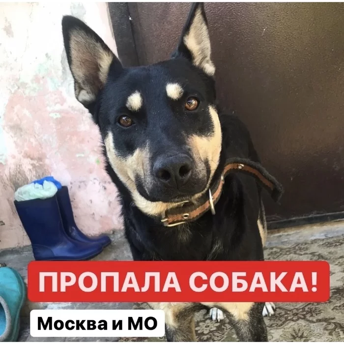 Lost dog Moscow Southern Administrative District - My, Dog, The dog is missing, Moscow, Longpost, No rating, Orekhovo-Borisovo