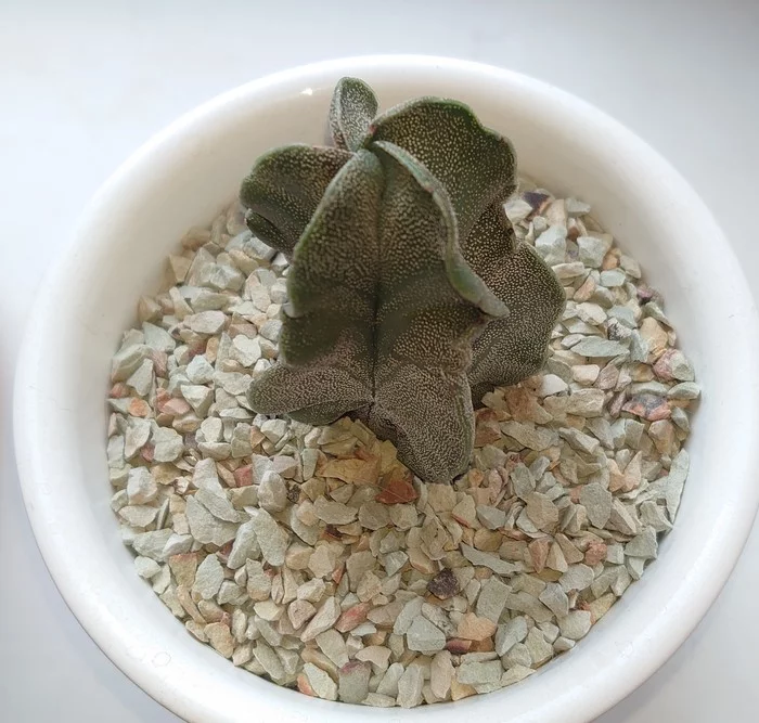 Astrophytum - alive or not? - Help, Cactus