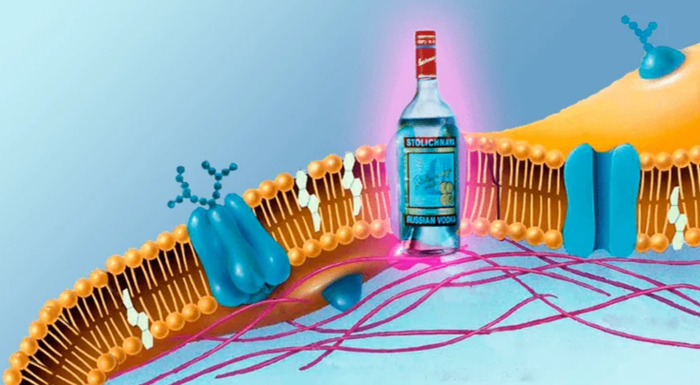 Алкоголь: друг/враг, немного биохимического о нём Алкоголь, Водка, Биохимия, Алкоголизм, Этанол, Этиловый спирт, Длиннопост