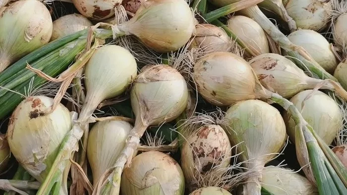 Onion seeds for 2021. Yield varieties - My, Onion, Seeds, Garden, Overview, ONION, Leek, Video, Longpost