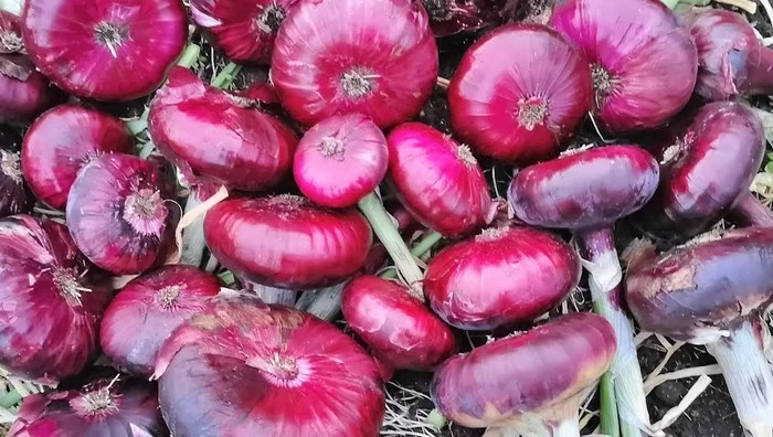 Onion seeds for 2021. Yield varieties - My, Onion, Seeds, Garden, Overview, ONION, Leek, Video, Longpost